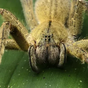 Wandering spider (Ctenidae), with type-specific eyes