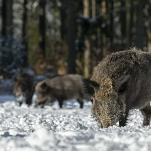 The warming winter sun attracts some wild boars (Sus scrofa) to a snow-covered forest meadow
