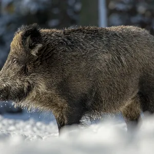 The warming winter sun makes the wild boar (Sus scrofa) tired