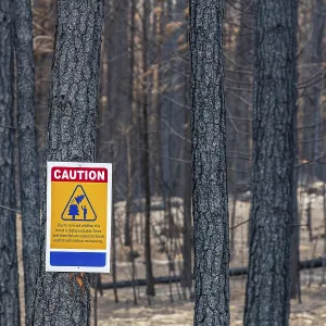 Warning sign and charred tree trunks in the aftermath of a forest fire Warning sign and charred tree trunks in the aftermath of a forest fire