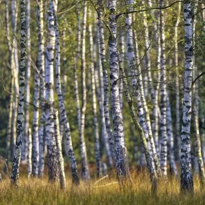 Warty birch (Betula pendula) with grass Warty birch (Betula pendula) with grass