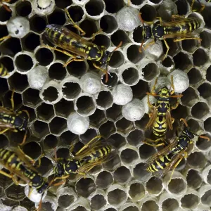 Wasp nest with wasps sitting on it