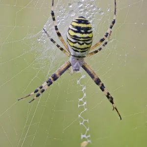 Wasp Spider, Argiope bruennichi