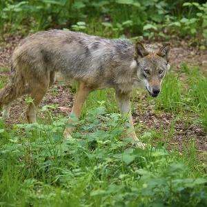 A watchful wolf walks carefully through the green undergrowth in the forest