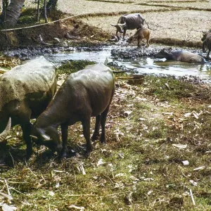 Water buffalo bathing in pool by fields used for dry rice cultivation