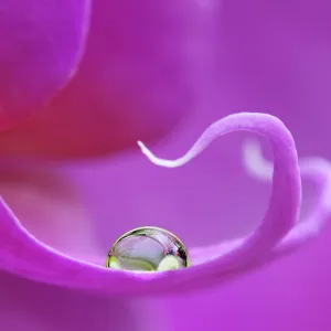 Water drop on violet orchid (Phalaenopsis)