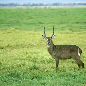 Waterbuck (Kobus elipsiprymus) in Amboseli National Park