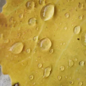 Waterdrops on a common aspen (Populus tremula) leaf in late summer