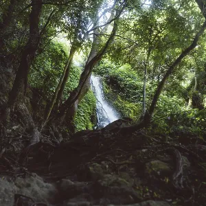 A waterfall, hidden in the dense forest