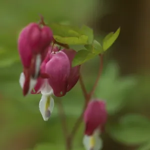 Watering Heart Lamprocapnos Spectabilis Print