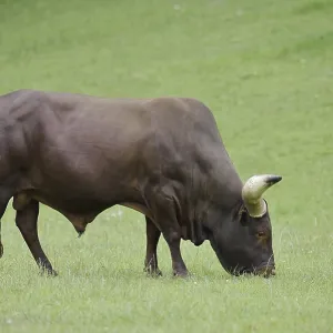 Watussi cattle or Ankole cattle (Bos primigenius f)