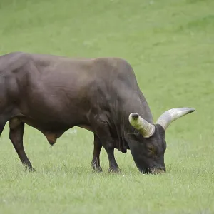 Watussi cattle or Ankole cattle (Bos primigenius f)