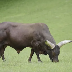 Watussi cattle or Ankole cattle (Bos primigenius f)