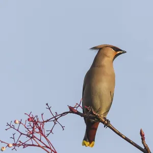 Waxwing perching on a branch close up