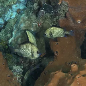 Web Prussian fish (Dascyllus reticulatus) in front of brown sea sponge
