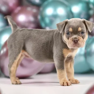 Six Weeks Old French Bulldog Puppy Print