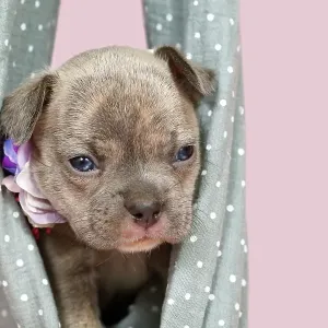 Four weeks purebred young Lilac Brindle French Bulldog puppy