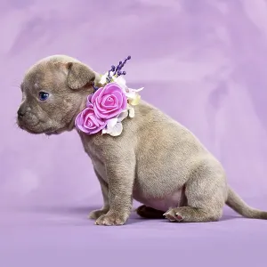 Four weeks purebred young Lilac Brindle French Bulldog puppy with healthy long nose and tail Four weeks purebred young Lilac Brindle French Bulldog puppy with healthy long nose and tail