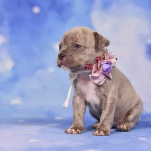 Four weeks purebred young Lilac Brindle French Bulldog puppy with healthy long nose and tail