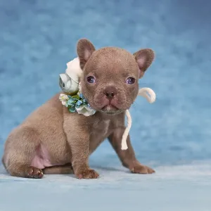 Four weeks purebred young Lilac Brindle French Bulldog puppy with healthy long nose and tail