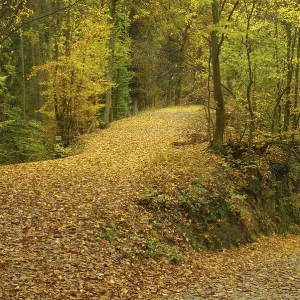 Weg im Herbstwald, Weg im Herbstwald Weg im Herbstwald, Weg im Herbstwald