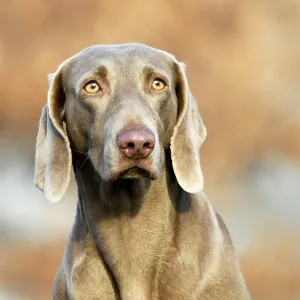 Weimaraner, short-coated, bitch Weimaraner, short-coated, bitch