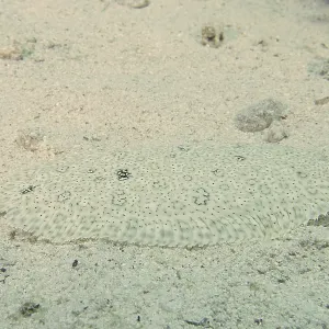 A well-camouflaged flounder, Moses sole (Pardachirus marmoratus) A well-camouflaged flounder, Moses sole (Pardachirus marmoratus)