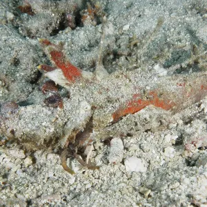 A well-camouflaged spiny devil fish (Inimicus didactylus) lies hidden on the sandy seabed A well-camouflaged spiny devil fish (Inimicus didactylus) lies hidden on the sandy seabed