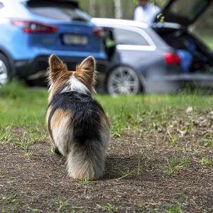 Welsh Corgi dog on the ground next to the car Welsh Corgi dog on the ground next to the car