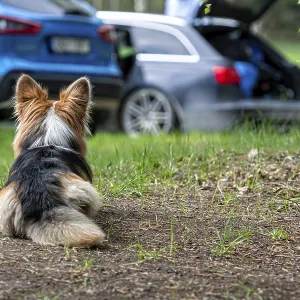 Welsh Corgi dog lying down on the ground next to the car Welsh Corgi dog lying down on the ground next to the car