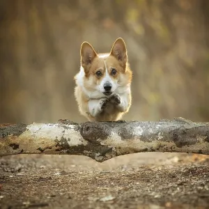 A Welsh Corgi Pembroke dog jumps through a tree on a forest path