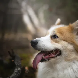 A Welsh Corgi Pembroke dog sitting in the woods A Welsh Corgi Pembroke dog sitting in the woods