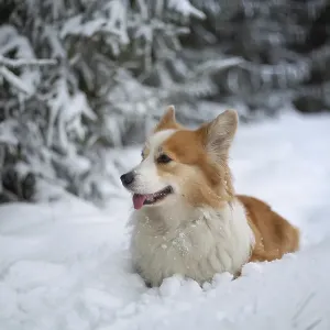 Welsh Corgi Pembroke in Winter Landscape Print Welsh Corgi Pembroke in Winter Landscape Print