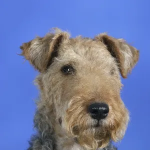 Welsh-Terrier Welsh-Terrier