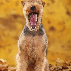 Welsh Terrier, bitch, autumn leaves