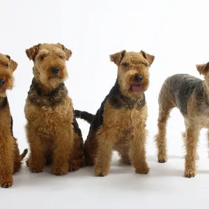 Welsh Terrier, bitches