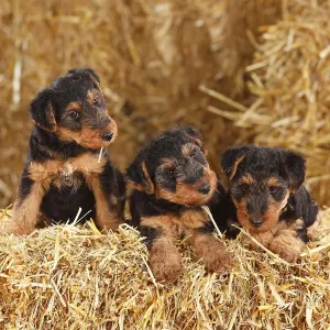 Welsh Terrier, puppies, 7 weeks