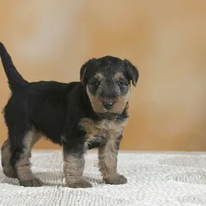 Welsh Terrier Puppy