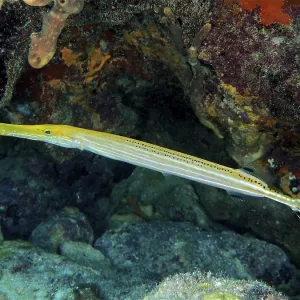 West Atlantic trumpetfish (Aulostomus maculatus)