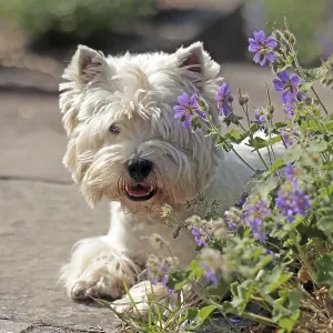 West Highland White Terrier West Highland White Terrier