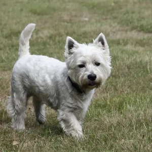 West Highland White Terrier