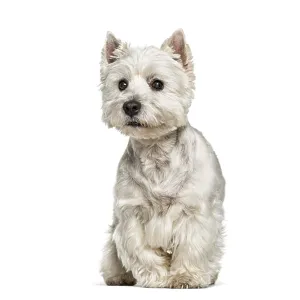 West highland white terrier looking directly at camera while sitting West highland white terrier looking directly at camera while sitting