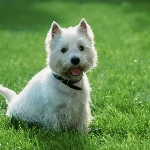 West Highland White Terrier Print - Westie West Highland White Terrier Print - Westie