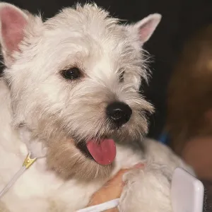 West Highland White Terrier in woman hands