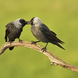 Western jackdaws (Corvus monedula) at the courtship display on branch Western jackdaws (Corvus monedula) at the courtship display on branch