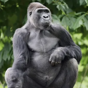 Western Lowland Gorilla Print - Silverback Male, Captive Western Lowland Gorilla Print - Silverback Male, Captive