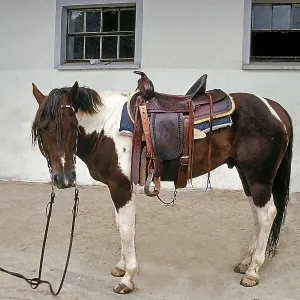 Western saddle, traditional-old California style Western saddle, traditional-old California style