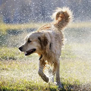 Wet Golden retriever dog over blurry background