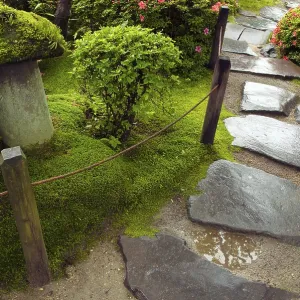 Wet stone steps among fresh green plants in Japanese zen garden Wet stone steps among fresh green plants in Japanese zen garden