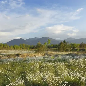 Wetland bog with blooming cotton grass (Eriophorum)